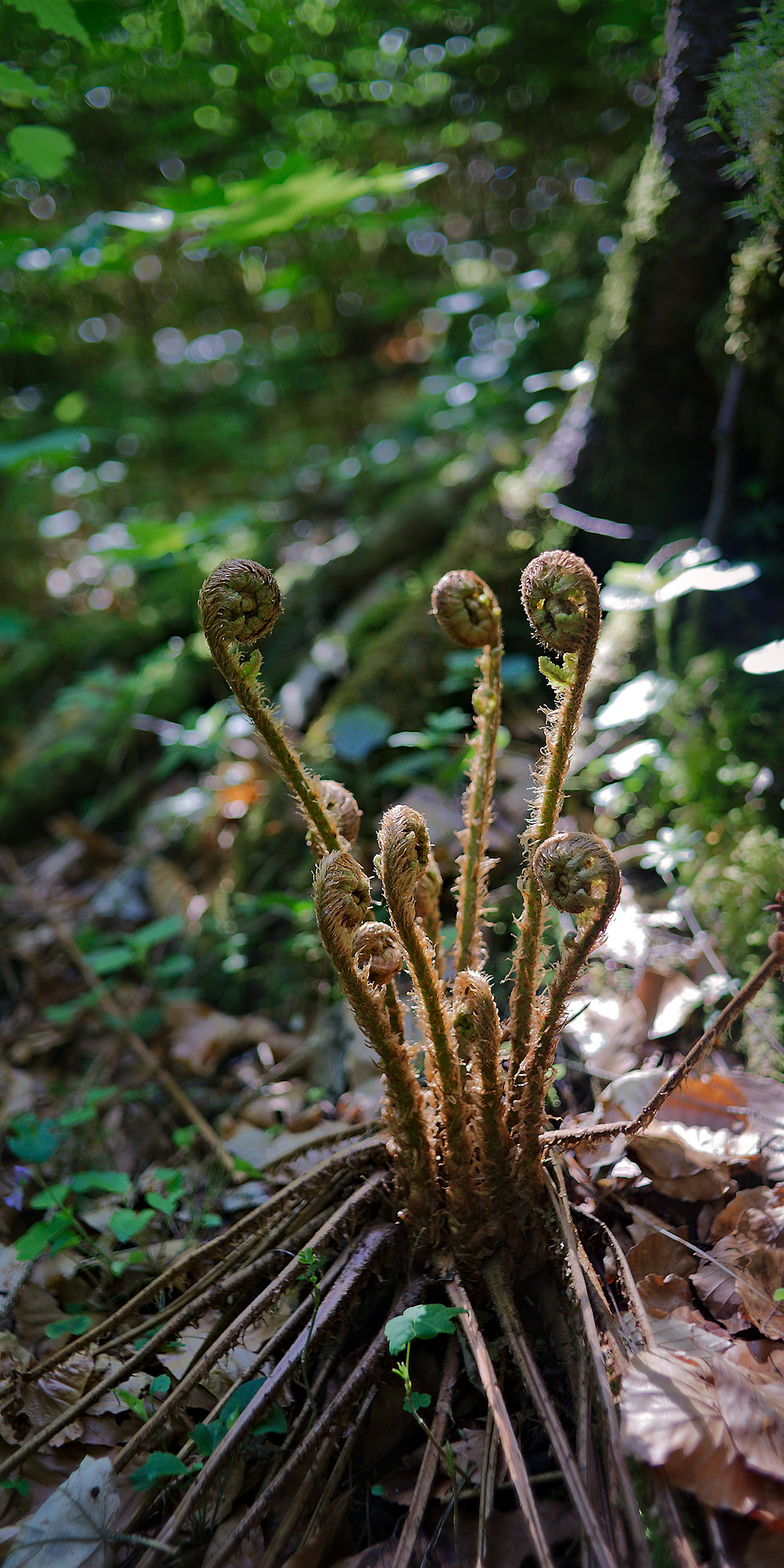 Fern Sprouts