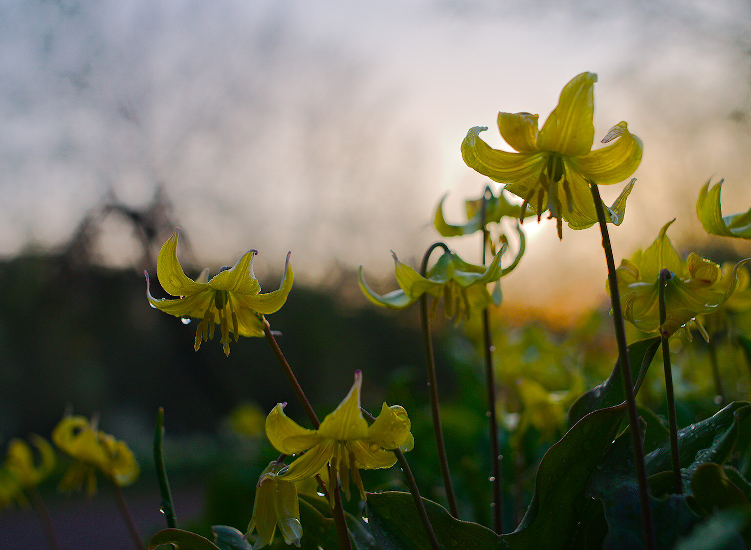 Early Morning Lilies