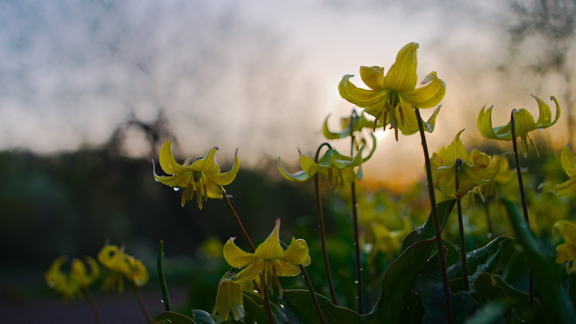 Early Morning Lilies