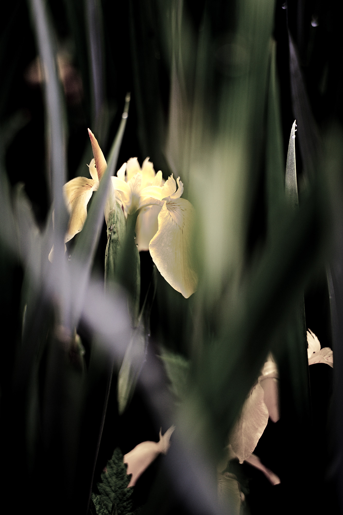 Iris