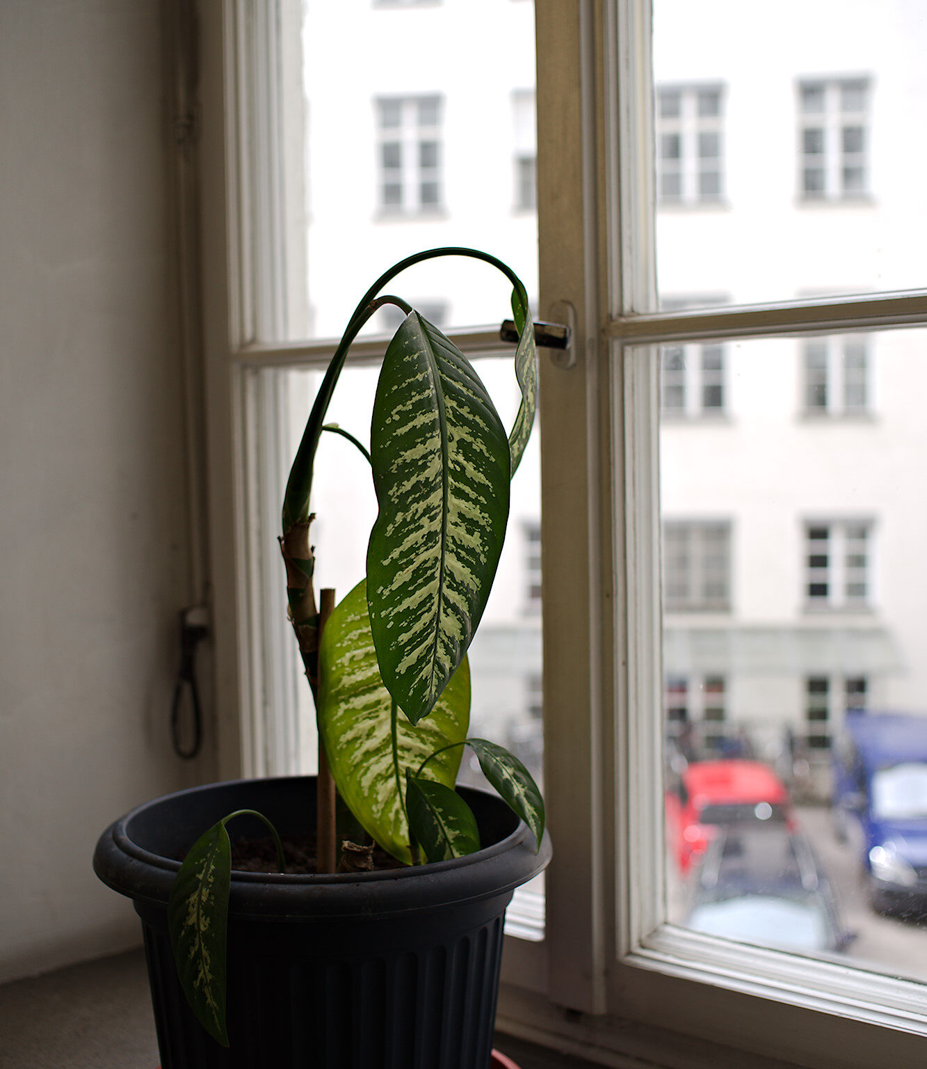 Lonely Dieffenbachia