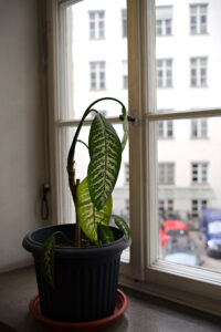 Lonely Dieffenbachia