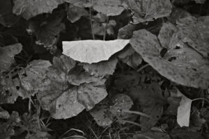 Butterbur in Rain