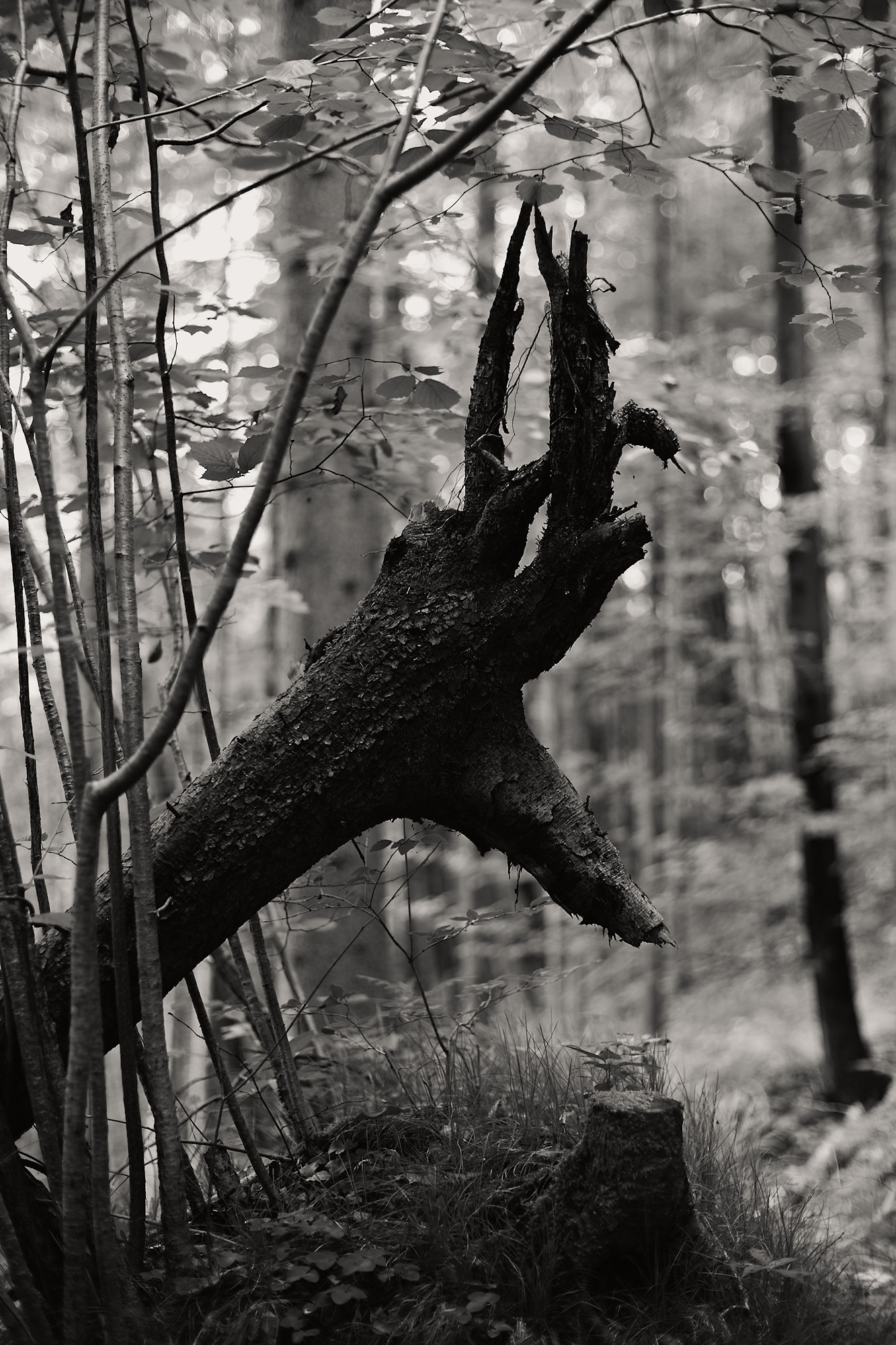 Dinosaur Claw