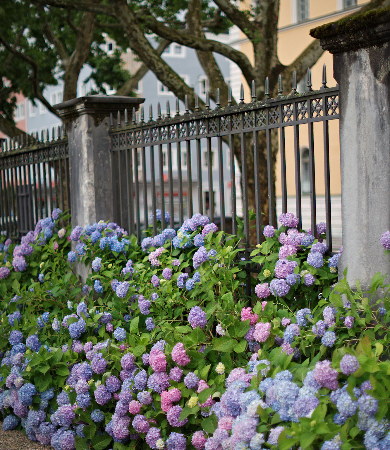Downtown Hydrangeas