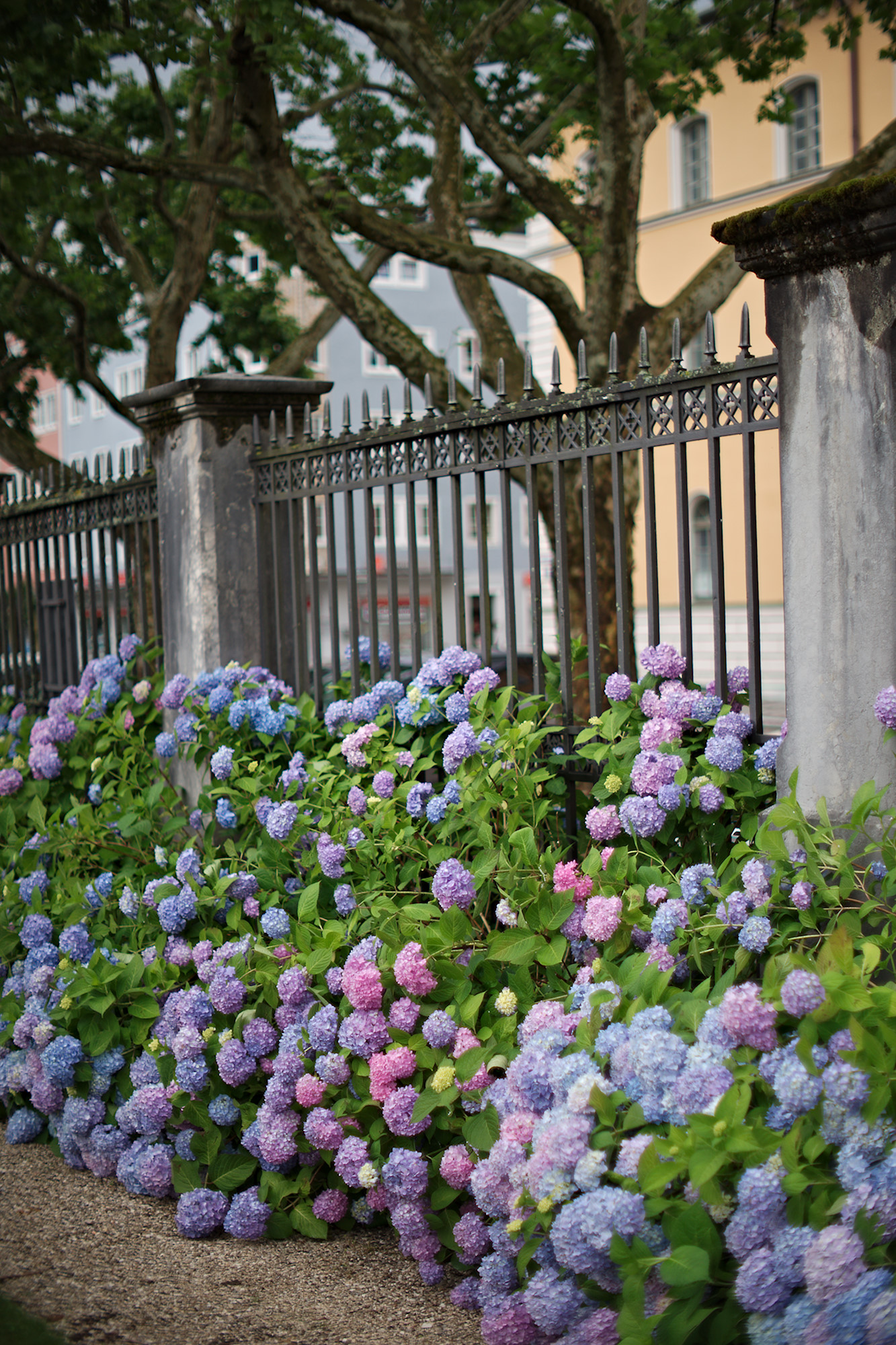 Downtown Hydrangeas
