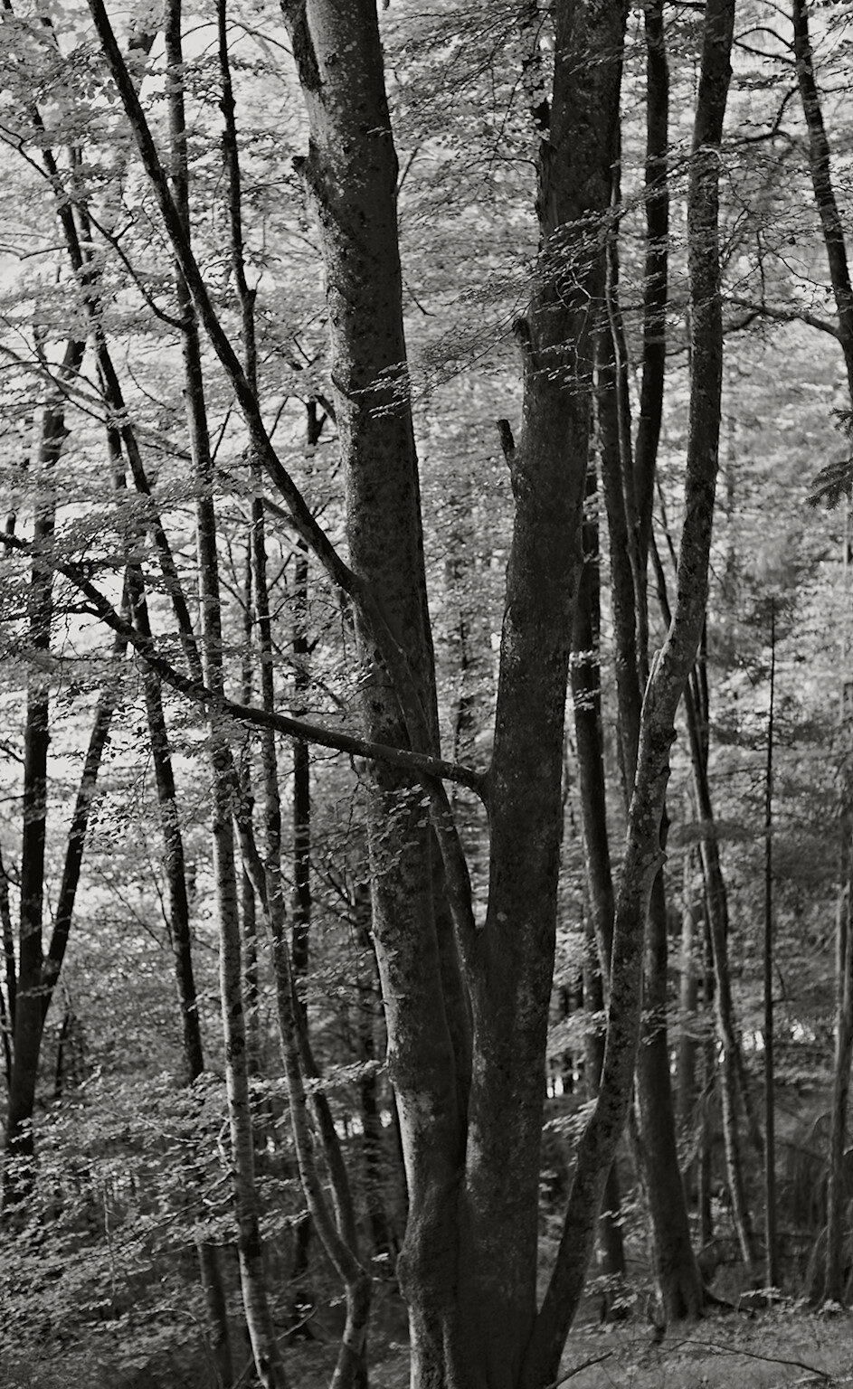 Fagus Sylvatica – Common Beech