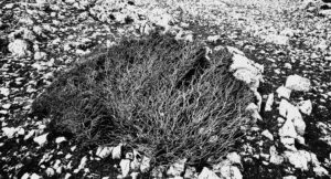 Mountain Juniper