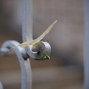 Delicate Balance