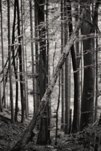 Dissenter