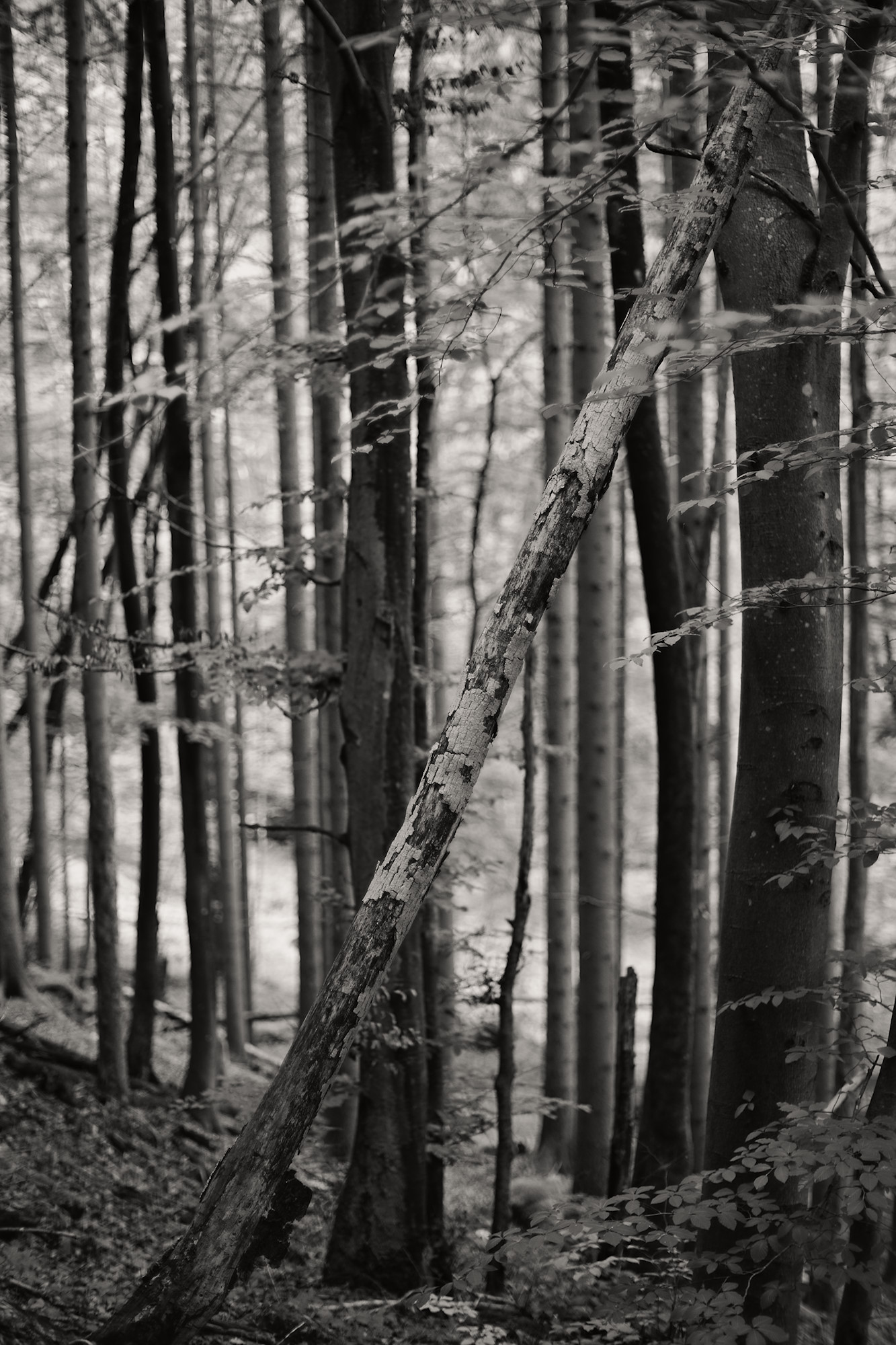 Dissenter