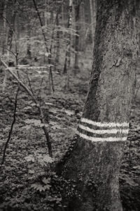 Stripes, no Stars