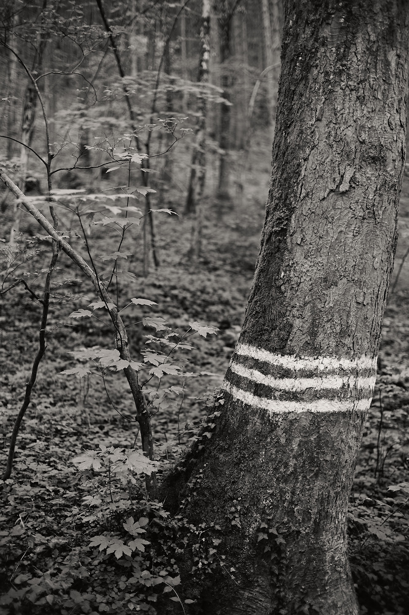 Stripes, no Stars