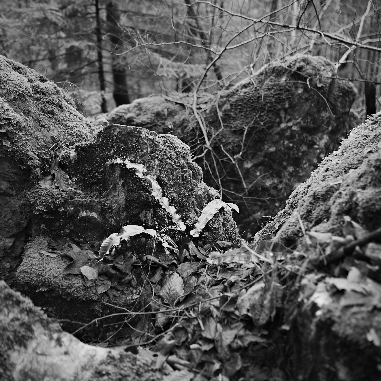 Hart’s Tongue in the Woods