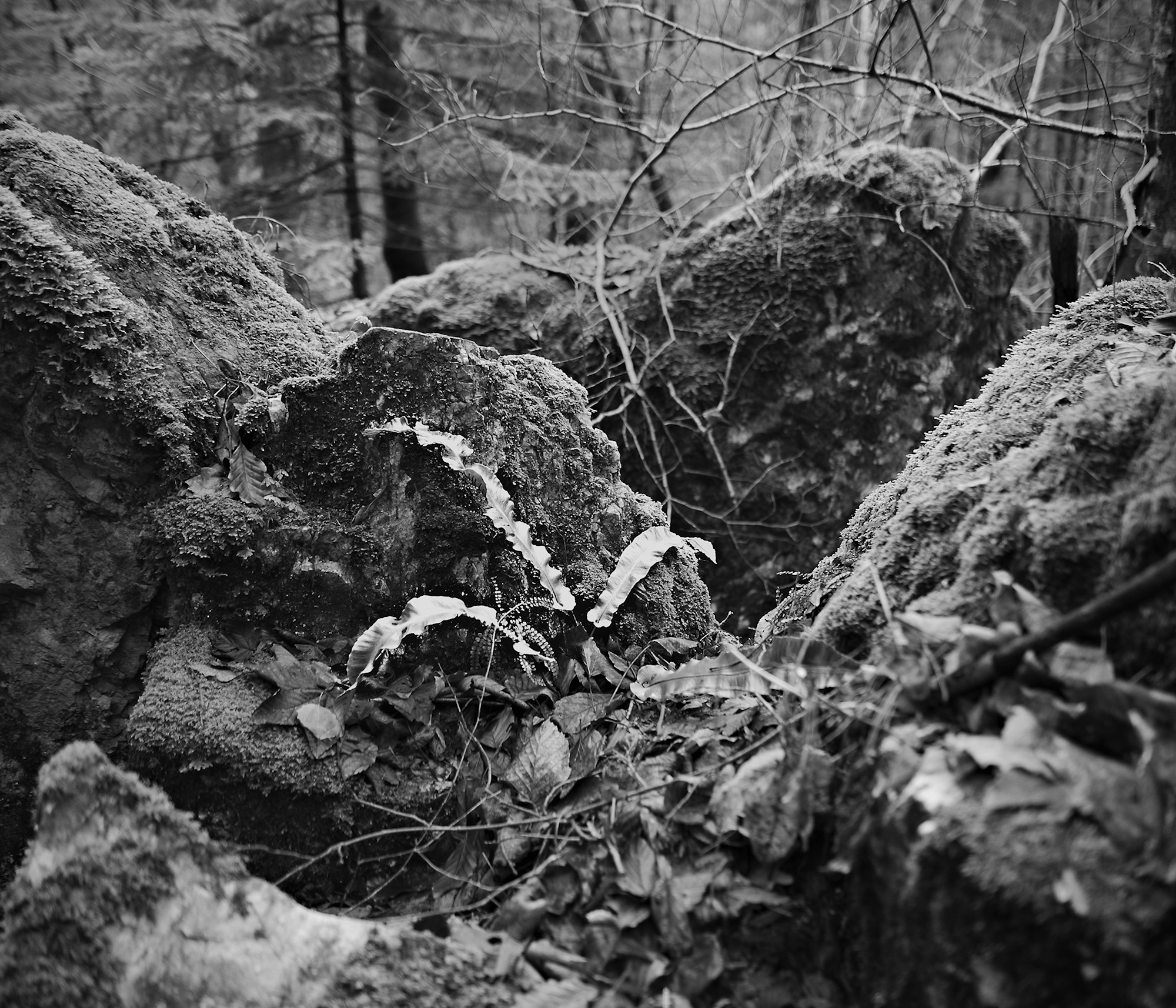 Hart’s Tongue in the Woods