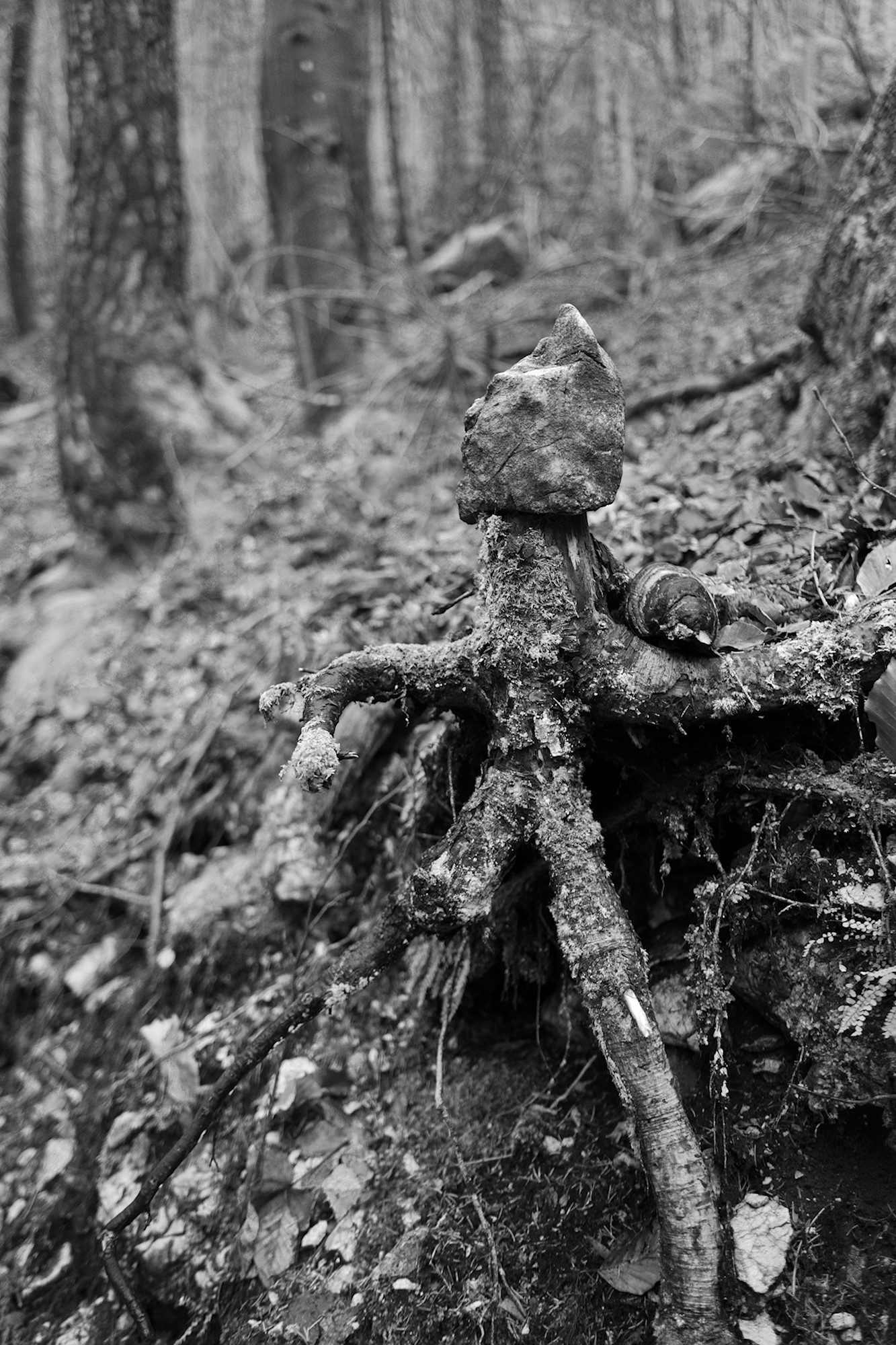 Wood Dweller
