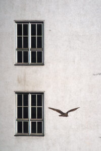 Urban Wildlife I