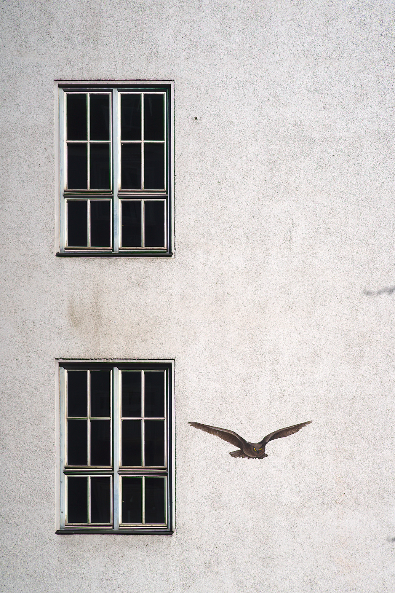Urban Wildlife I