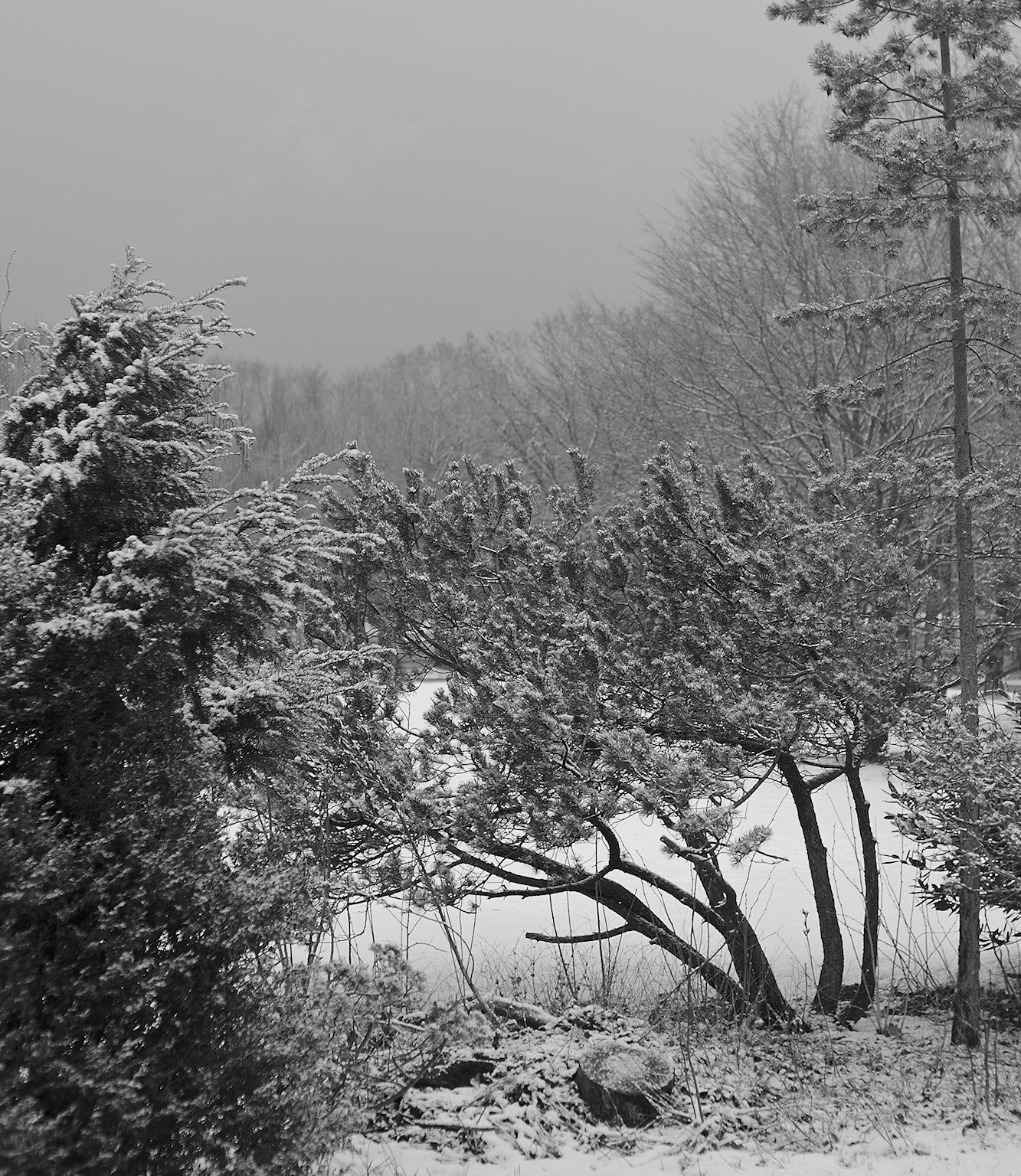 Late Snow in the Park