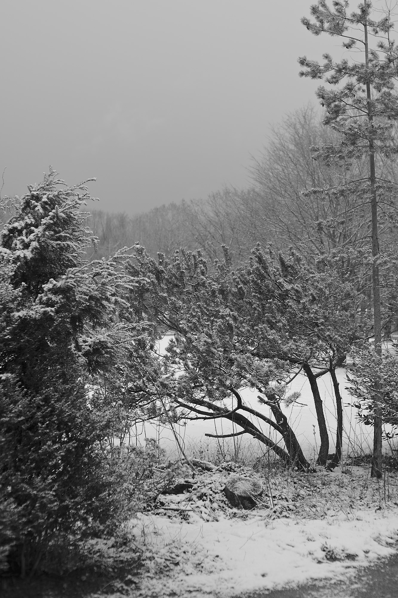 Late Snow in the Park