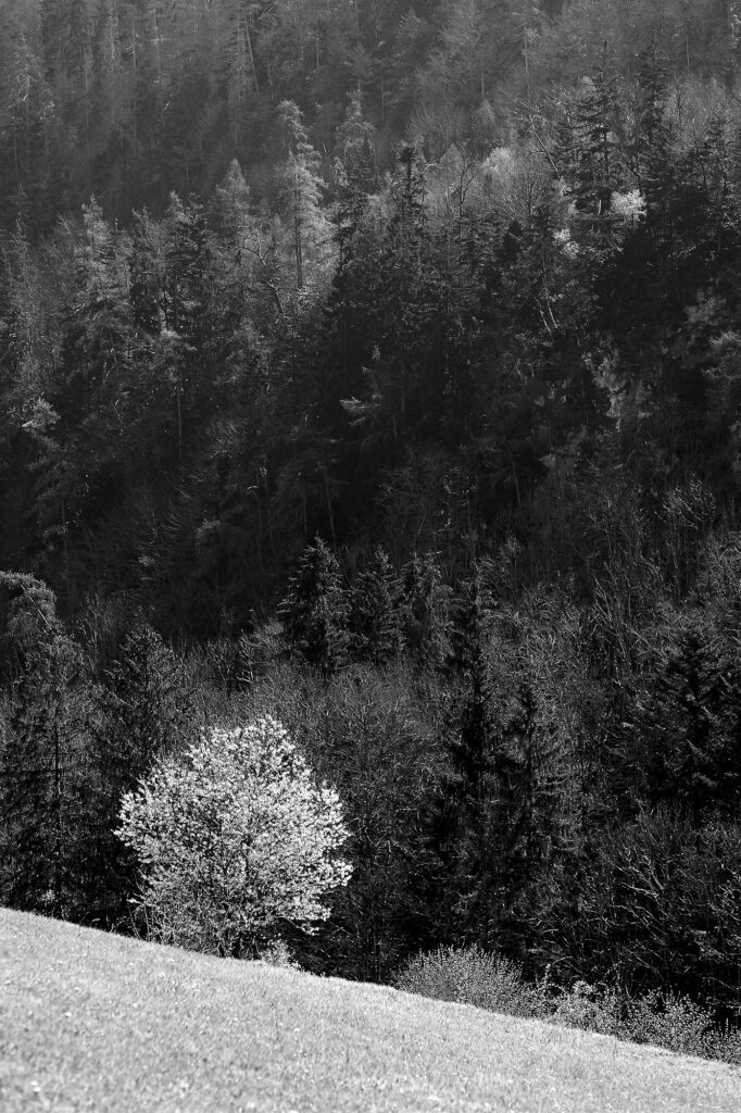 Wild Cherry Tree, Kugelbachbauer, Bad Reichenhall, Bavaria, Landscape, Black & White