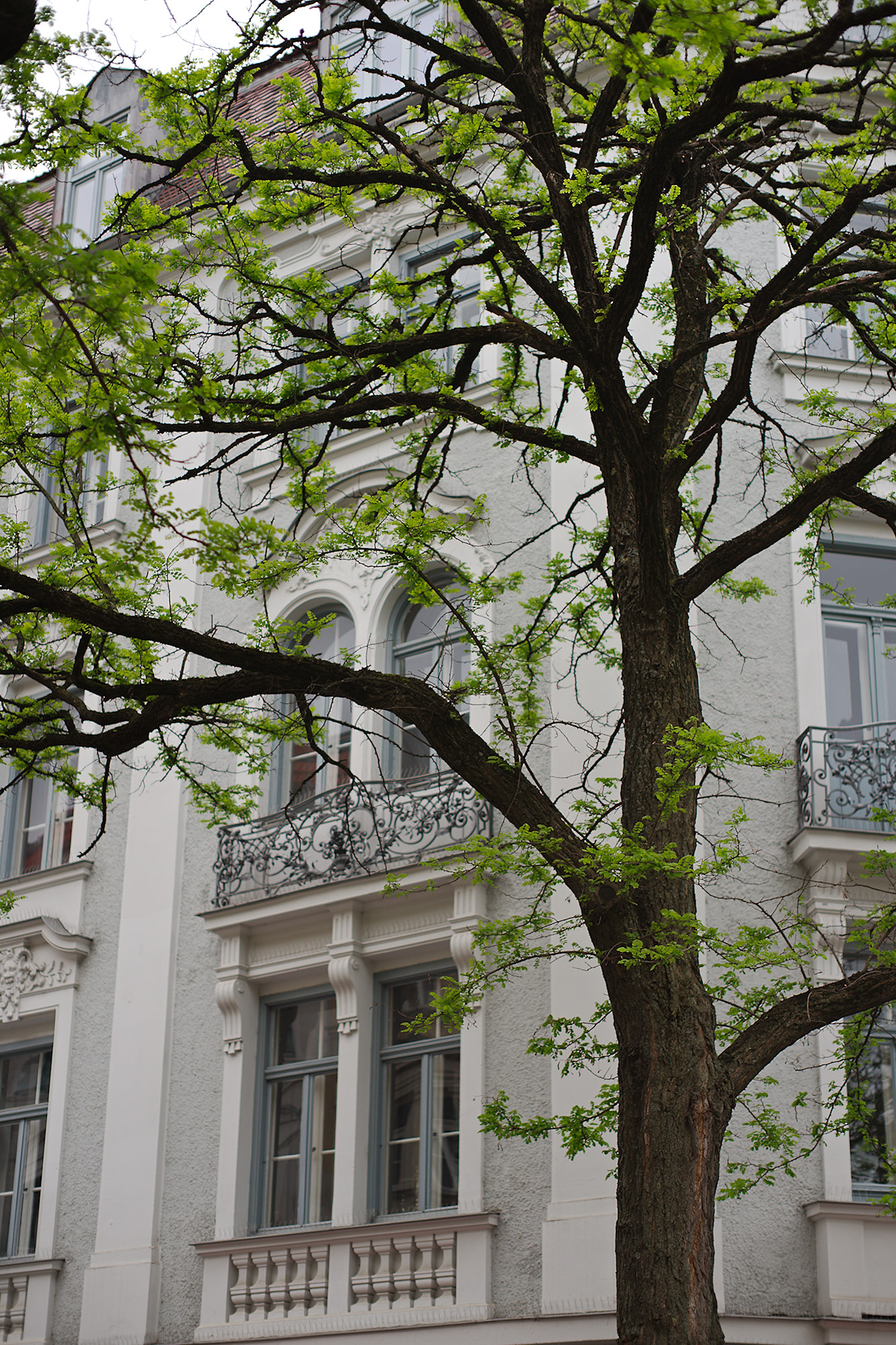 City Tree