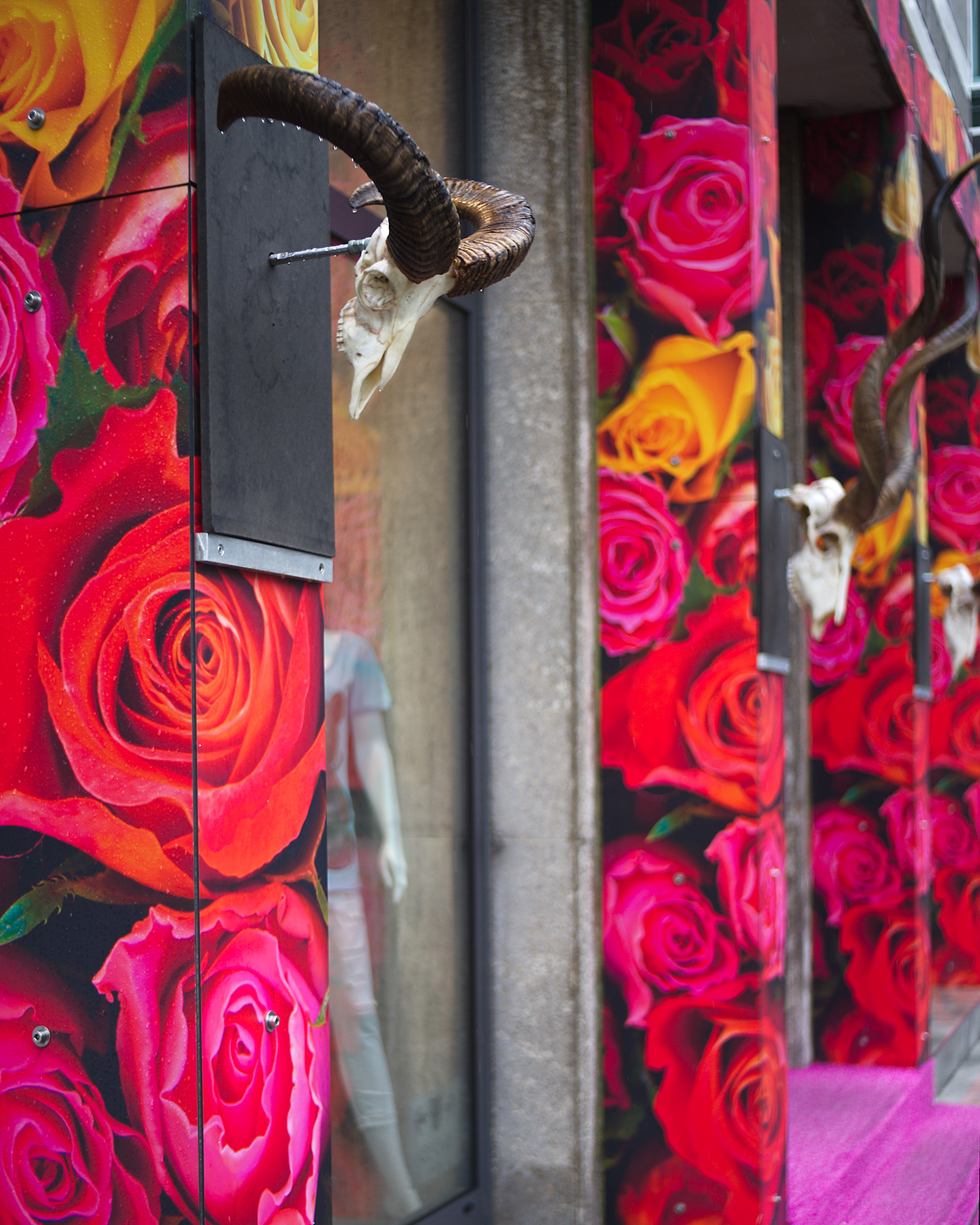 The Rose is a Symbol of Death