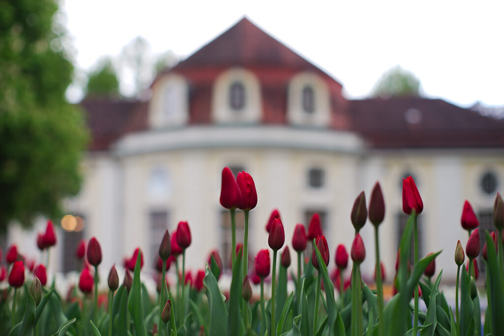 Tulips, Spa Garden, Bad Reichenhall, Bavaria, Germany, Red, Urban, Flower