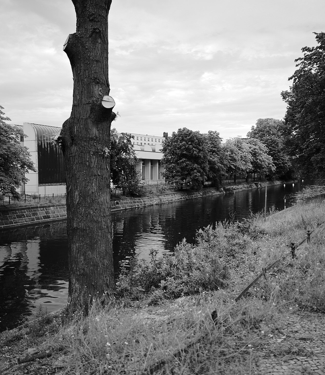 City Tree