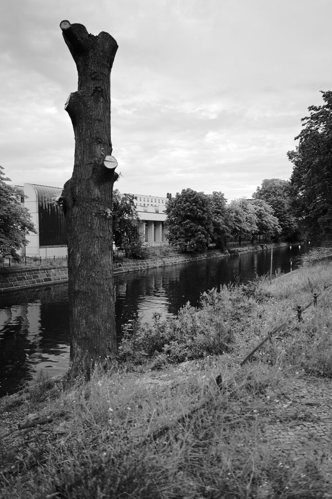 City Tree, Lützowufer, Berlin, geotagged, Black & White, City Trees, Common Places, Urban