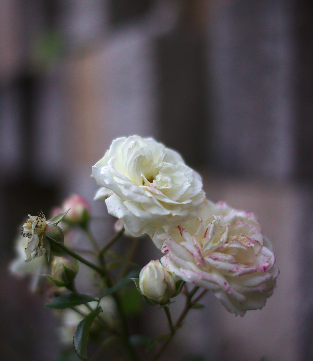 All Saints Day Rose