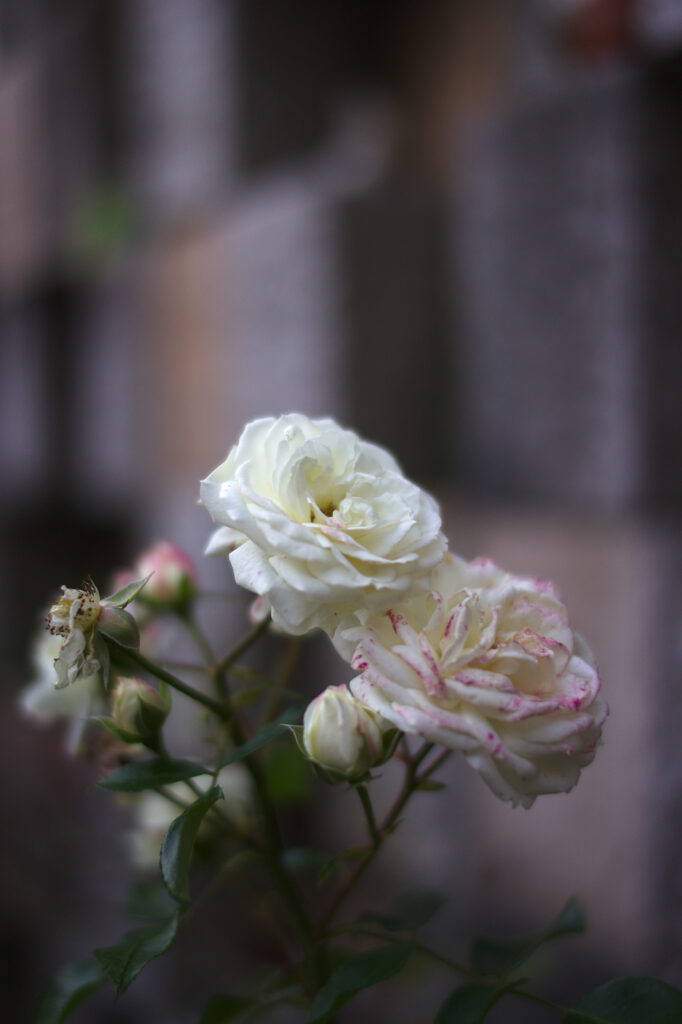 All Saints Day Rose, St. Zeno Cemetary, Bad Reichenhall, Status