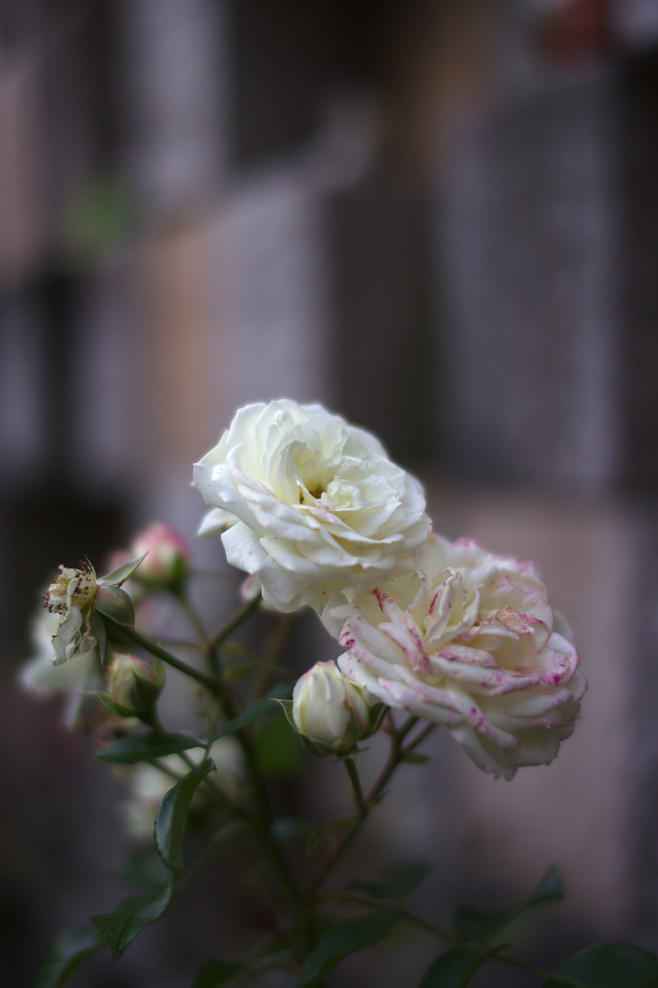 All Saints Day Rose