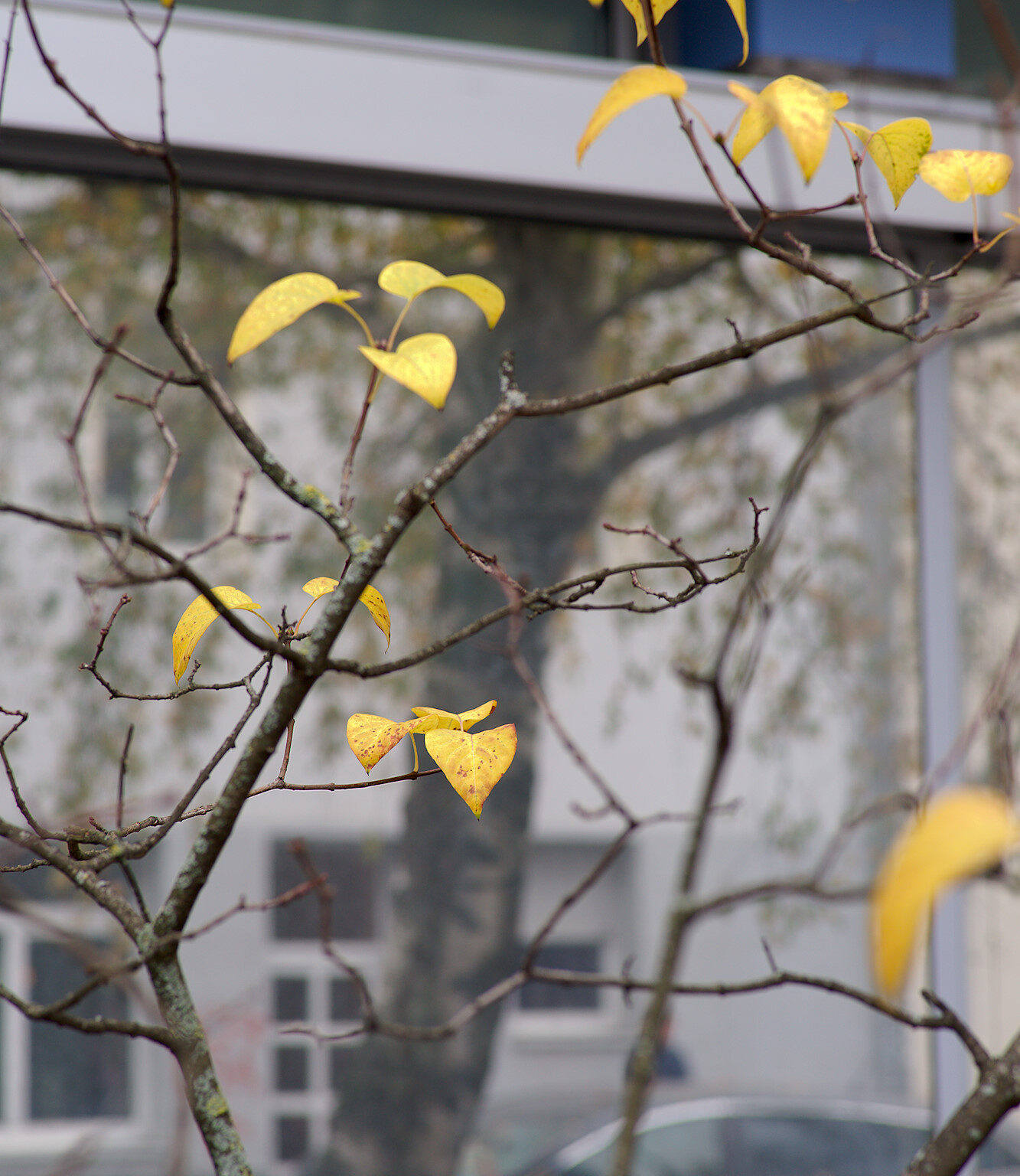 Autumn Tree in the City II