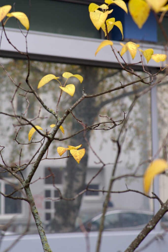 Autumn Tree in the City II, Müllerstraße, Munich, geotagged, Autumn Colors, City Trees, Urban