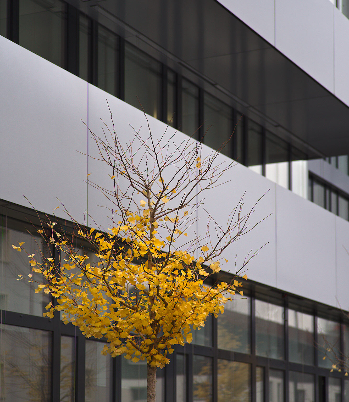 Depressive Gingko