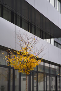 Depressive Gingko