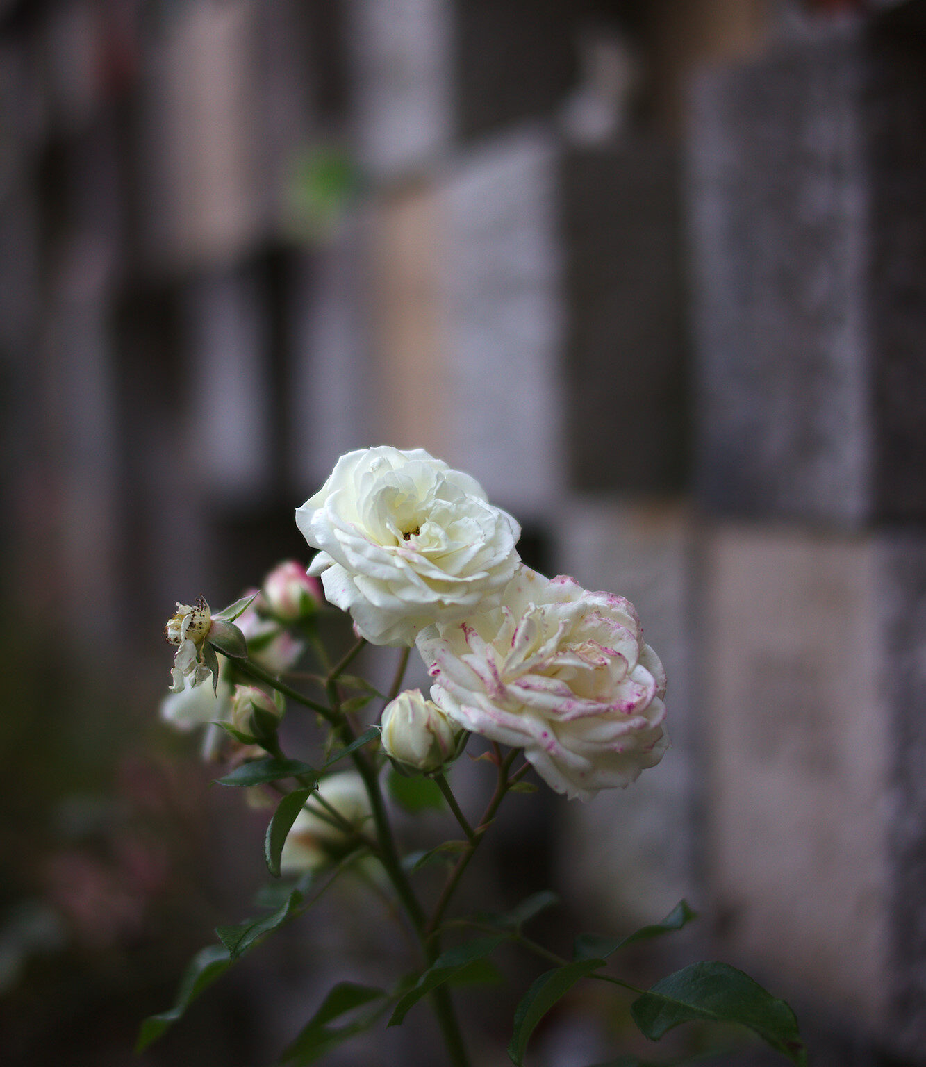 November Rose