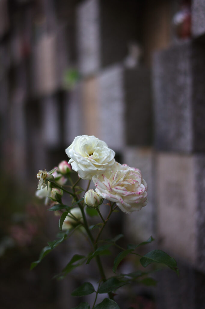 November Rose, St. Zeno Cemetery, Bad Reichenhall, Urban