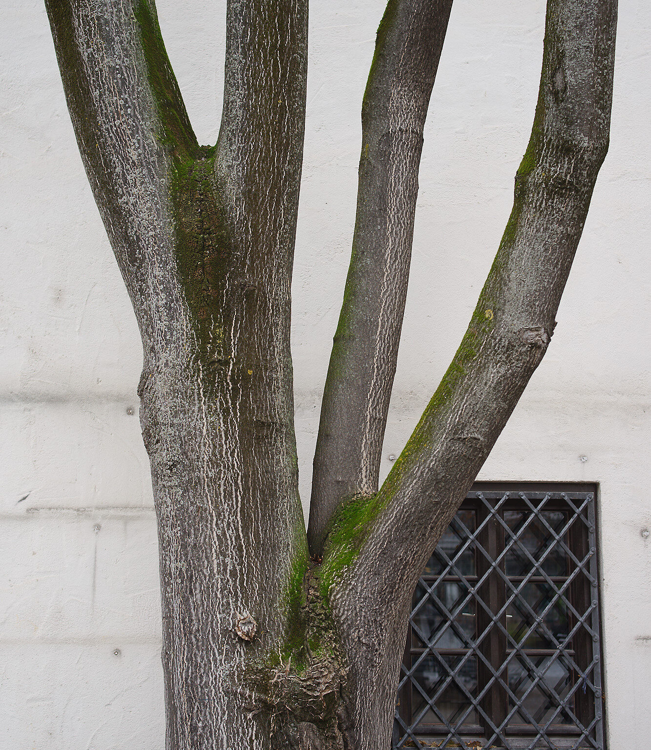 City Tree