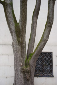City Tree