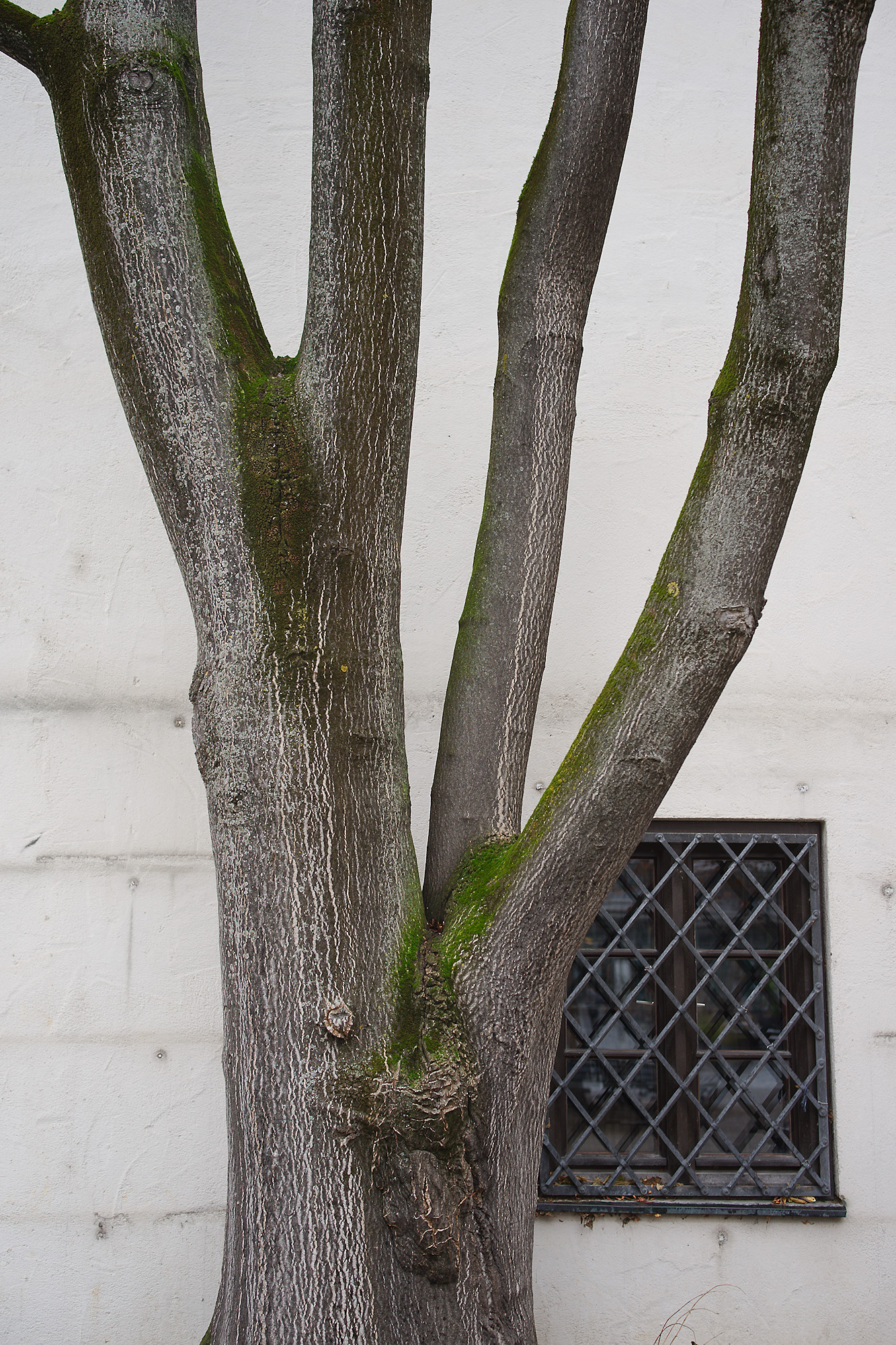 City Tree