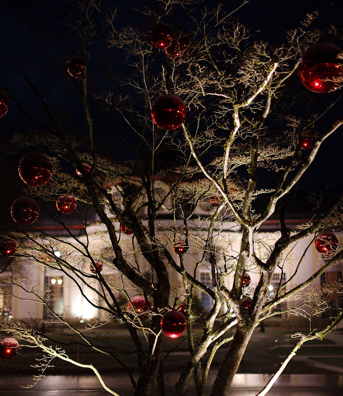 Decorated Tree and Concert Hall