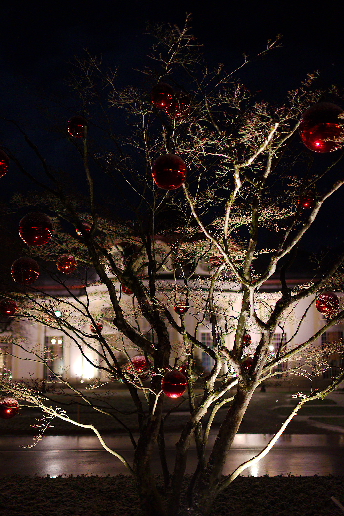 Decorated Tree and Concert Hall