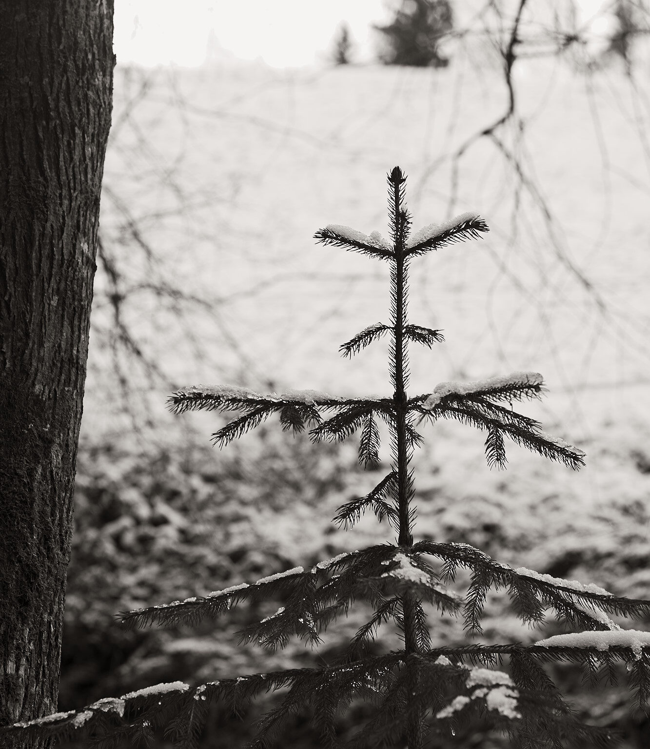 When I am grown up, I will be a Christmas Tree