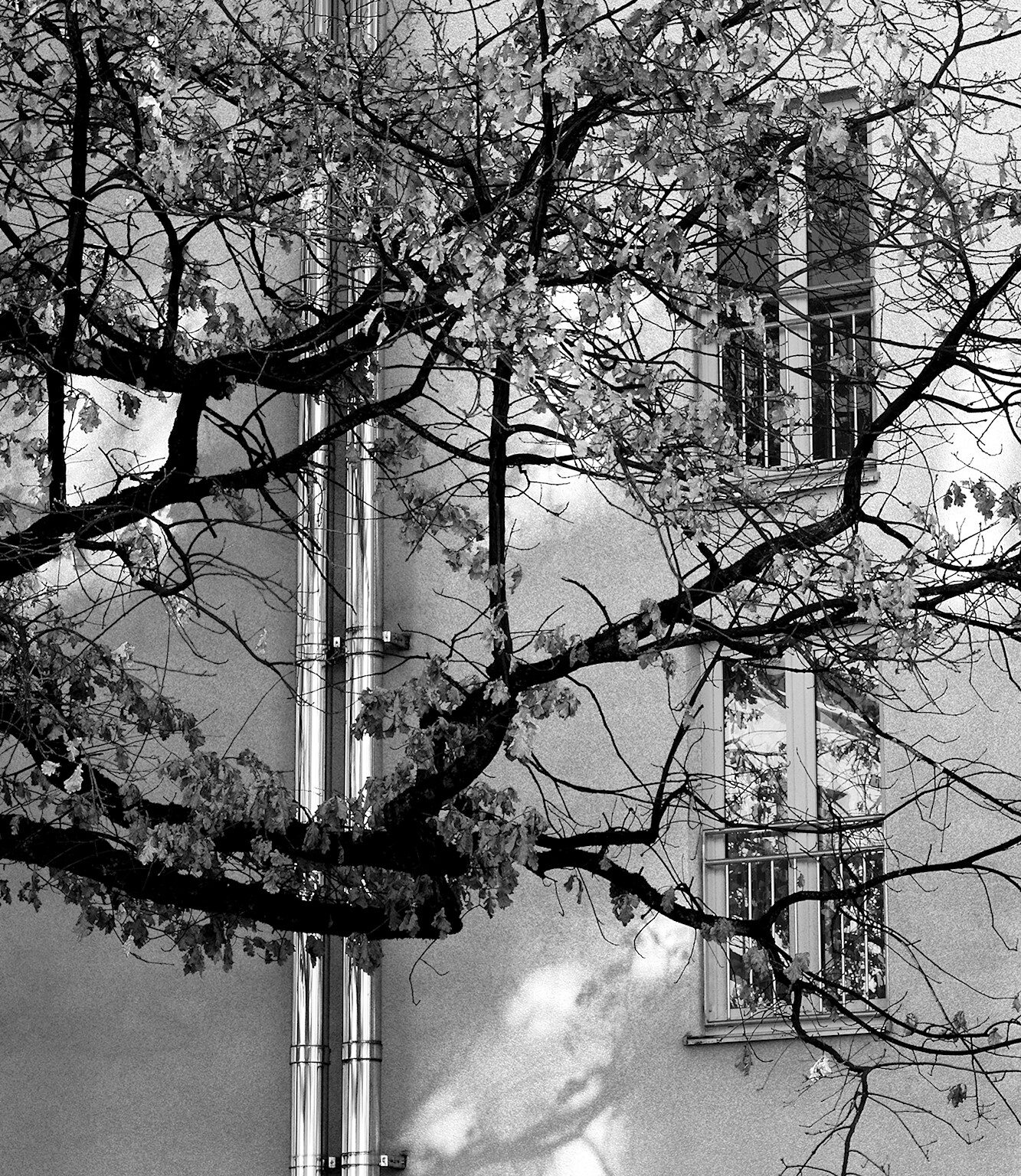 City Tree and Chimney