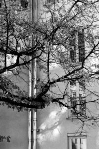 City Tree and Chimney