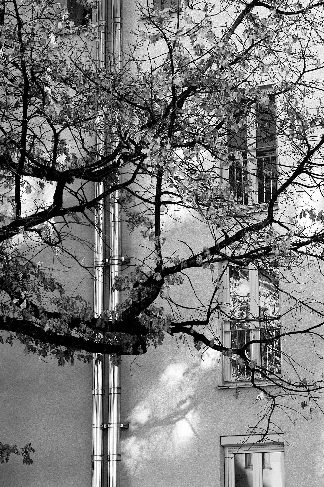City Tree and Chimney