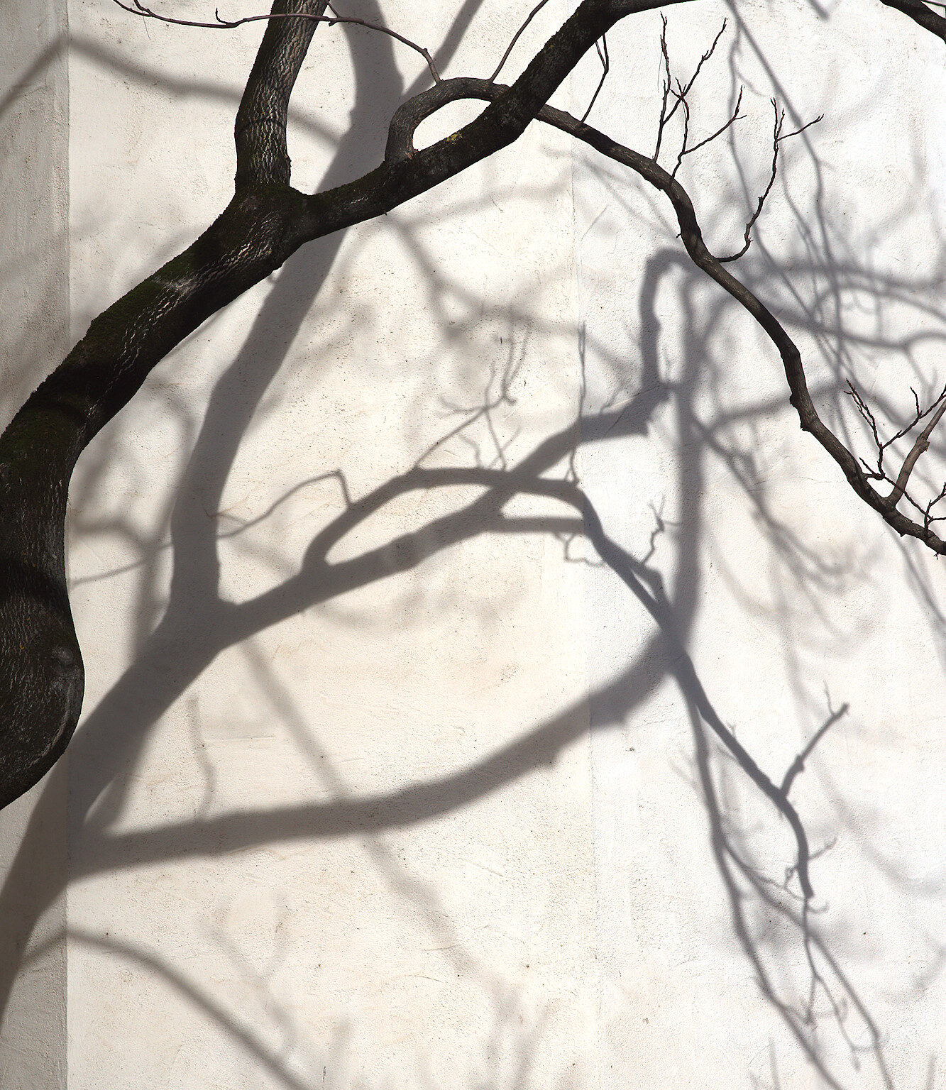 City Trees