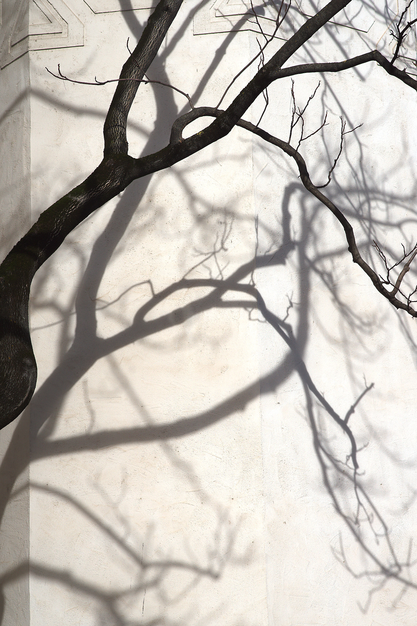 City Trees